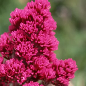 Owls Clover, Orthocarpus