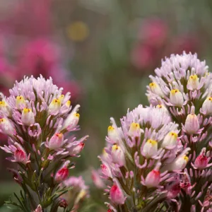 Owls Clover, Orthocarpus
