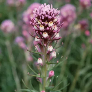 Owls Clover, Orthocarpus