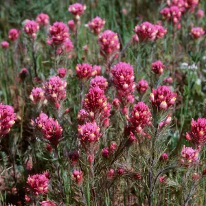 Owls Clover, Orthocarpus