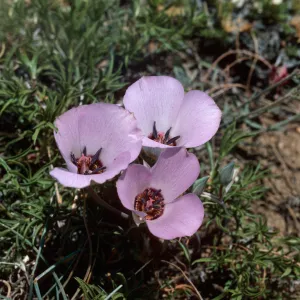 Calochortus, Mount Pinos