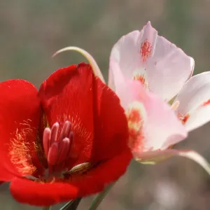 Calochortus, Mount Pinos