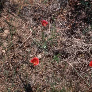 Calochortus, Mount Pinos