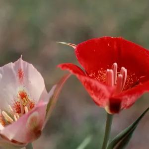Calochortus, Mount Pinos
