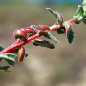 Guadalupe Dunes