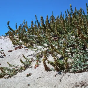 Guadalupe Dunes