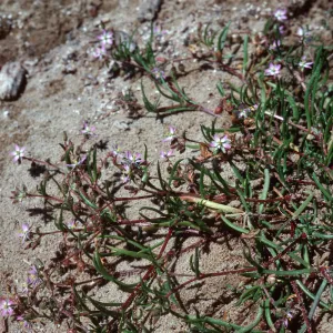 Spergularia, Guadalupe Dunes