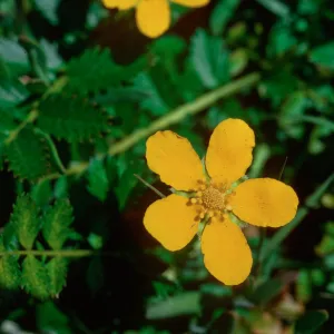 Potentilla ansenna, Silver Weed, Guadalupe