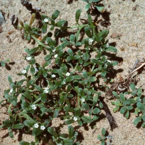 Cryptantha, Guadalupe Dunes