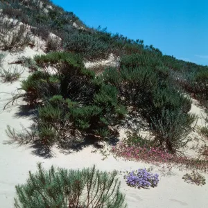 Guadalupe dunes