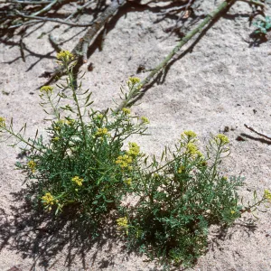 Descurania, Guadalupe Dunes