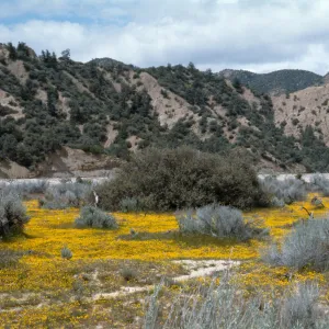 Ozena Valley