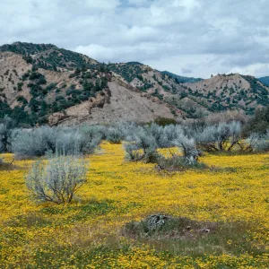Ozena Valley