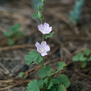 Sidalcea hickmanii ssp. parishii, Hiway 58, burn, American Canyon, San Luis Obispo County
