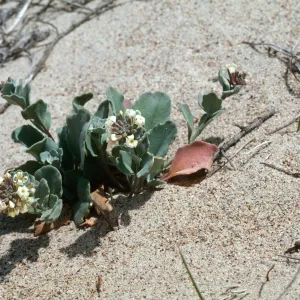 Dithyrea maritima, Spectaclepod, Guadalupe dunes