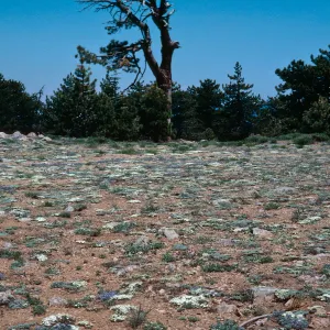 Eriogonum (wild buckwheat) , Mount Pinos