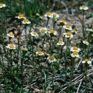 Mt. Pinos