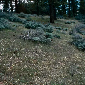 Mt. Pinos