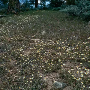 Mt. Pinos