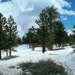 snow, Mt. Pinos