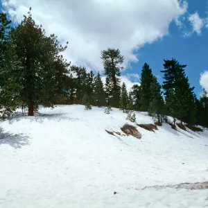 snow, Mt. Pinos
