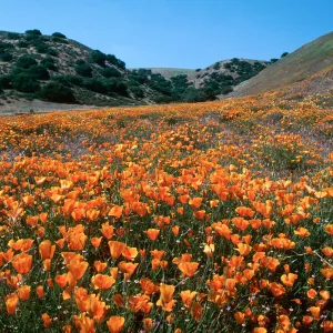 Eschscholzia californica, California Poppy, Klipstein Canyon
