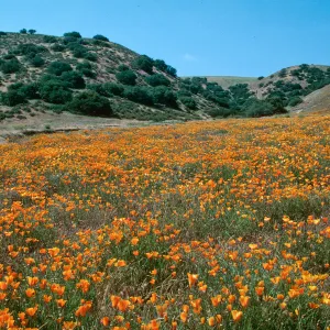 California poppy, Eschscholzia californica, Klipstein Cyn