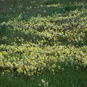 Yellow Butter and Eggs, Triphysaria eriantha, Turri Rd