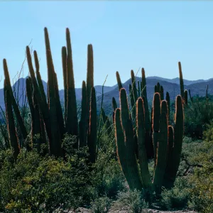 Organ Pipe Cactus Nat. Monument