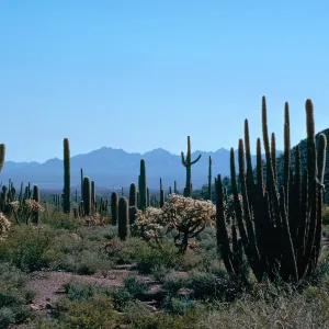 Organ Pipe Cactus Nat. Monument