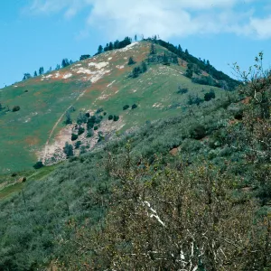 Grass Mountain, from Sedgwick Ranch, Figueroa