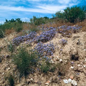 Caliente Mountain