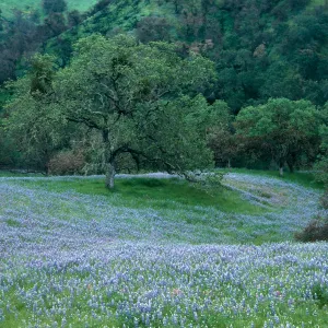 to Hi Mountain