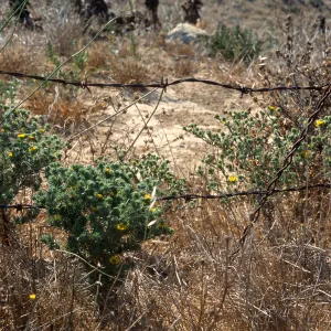Gaviota Tar Weed, Hollister Ranch