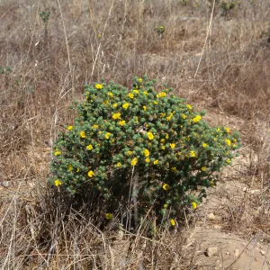 Gaviota Tar Weed, Hollister Ranch