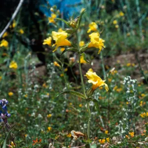 Mimulus brevipes, Ojai burn