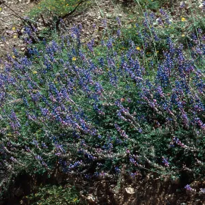 Wheeler Fire 1985 (Lupine)