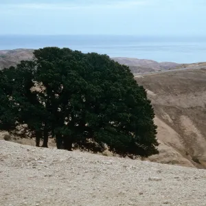 oaks, Santa Rosa Island