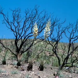 Castle Crags, San Luis Obispo Co