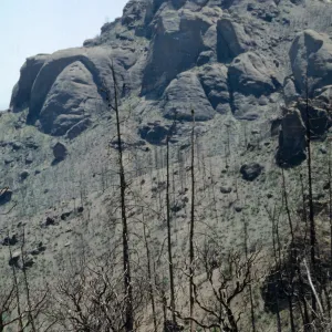 Condors, Castle Crags, American Cyn, San Luis Obispo Co