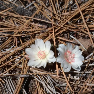 Lewisia, Big Pine