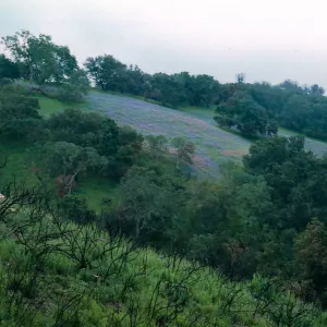 burn area, San Luis Obispo
