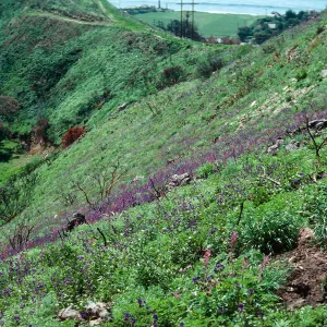 Phacelia viscida, Decker Road burn, Santa Monica