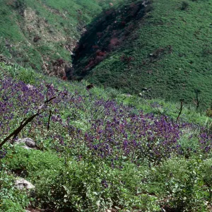 Decker Road burn, Santa Monica Mountains