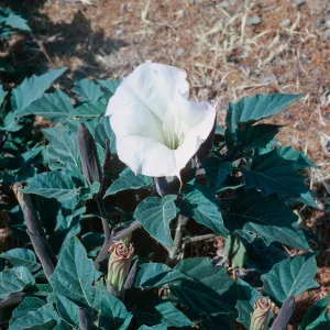 CV (Cayuma Valley)