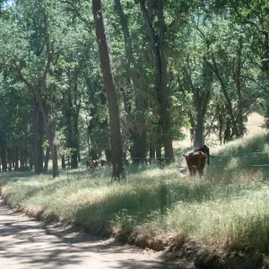 near Pozo