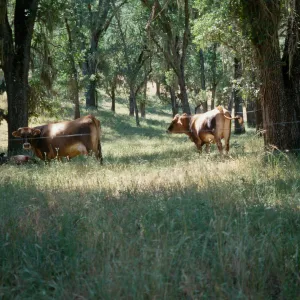 near Pozo