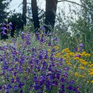 Penstemon & Golden yarrow, Cat-Way, Figueroa