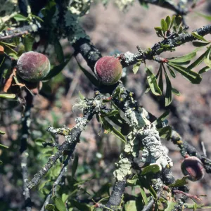 Prunus fasciculata
