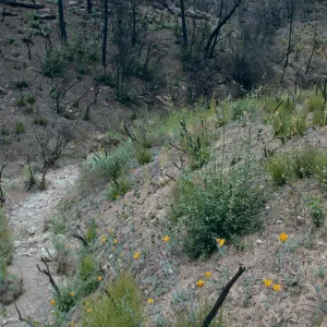 Calochortus clavatus v. pallidus, Highway 58 burn, Aug. 1996, American Canyon
